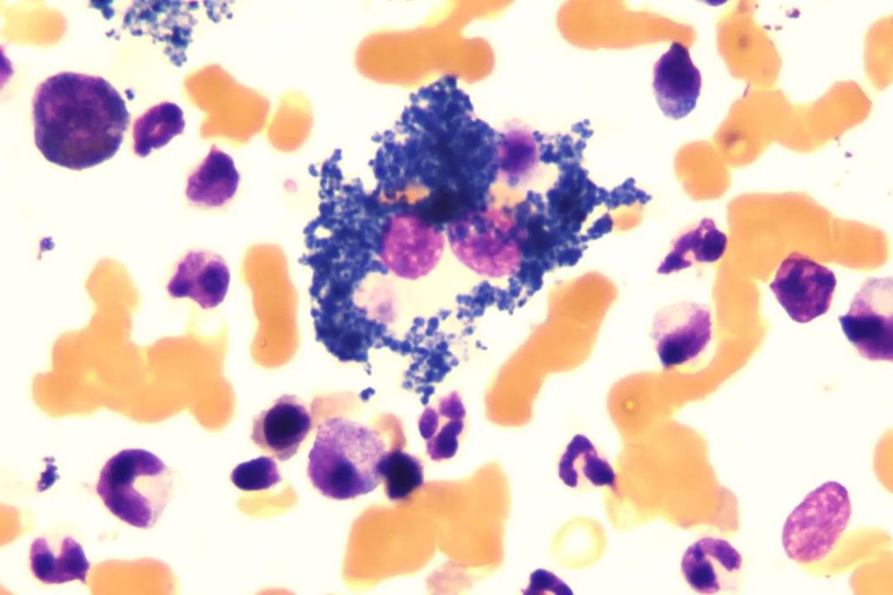 海蓝组织细胞的探索之旅