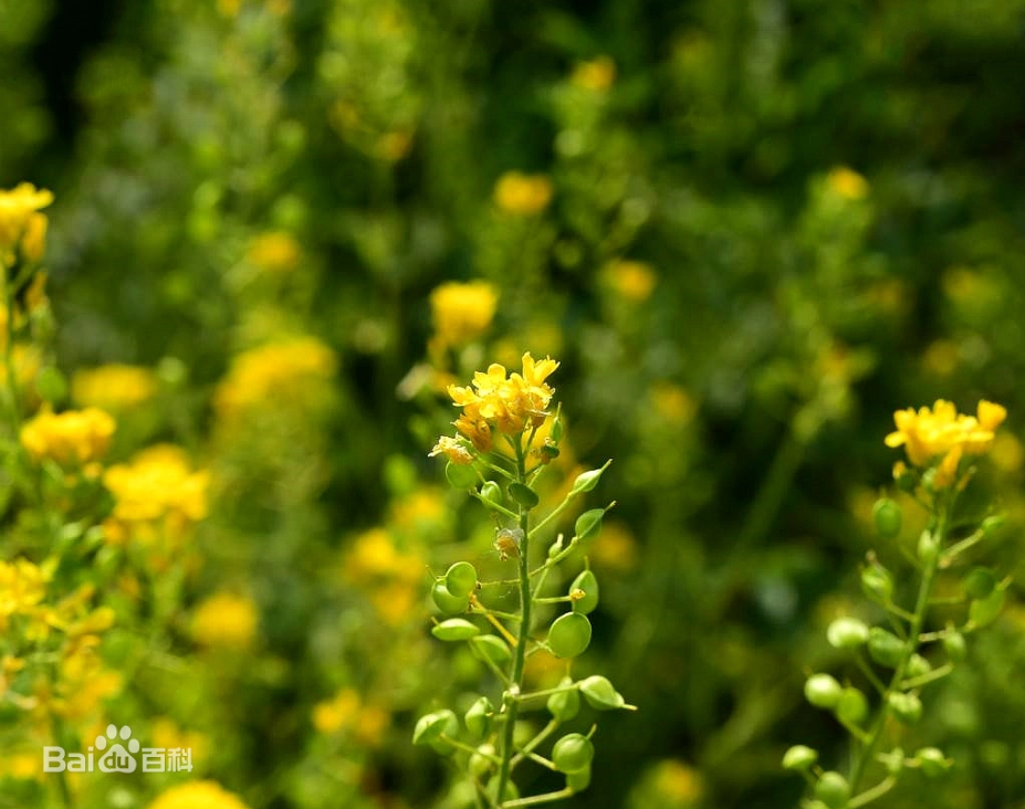 每日一花112庭荠优雅