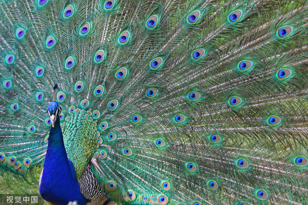 心理测验 下面哪根孔雀羽更漂亮 看看你身上有没有带着贵气 腾讯新闻