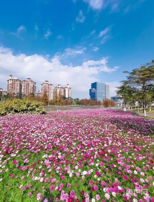 图集百花齐放广州南沙的冬日里藏了个春天