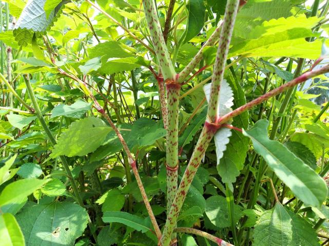 英国每年花15亿都无法消灭的日本虎杖为何我国敢大力种植