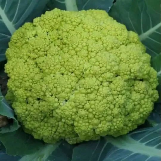 紫色花菜 黄色西葫芦 黑色番茄 好看又好吃的彩色蔬菜了解一下 腾讯新闻