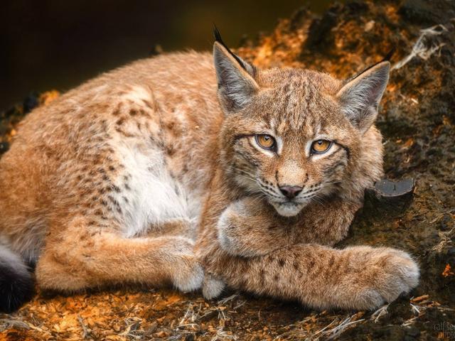 狼见了都要叫大哥的猞猁在森林里究竟有多恐怖