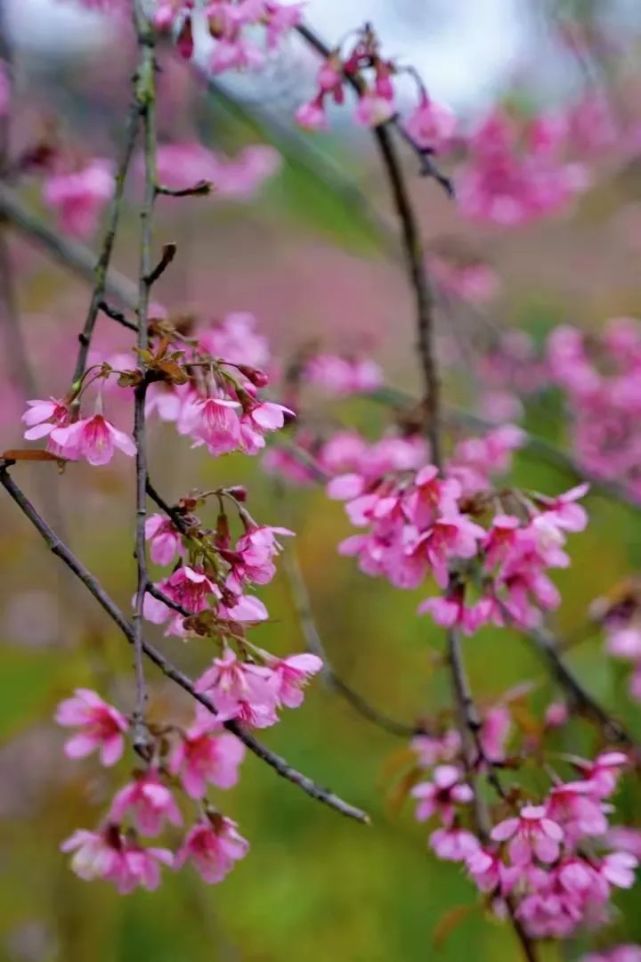 韶關近郊這處冬櫻花開成海,免費～免費～免費,簡直美翻啦!