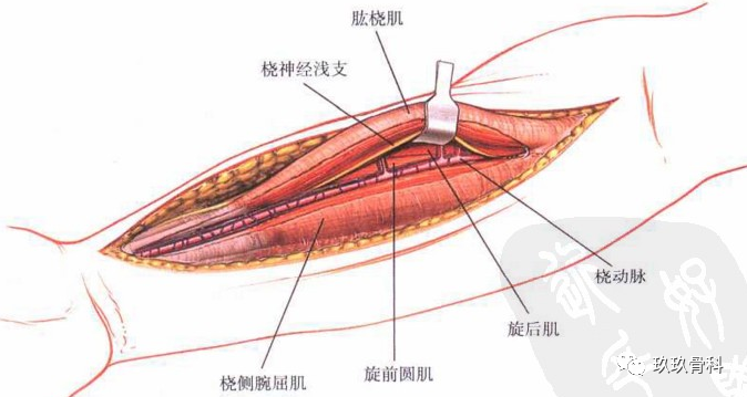 肱橈肌接受若干橈動脈分支(橈返動脈)供血.