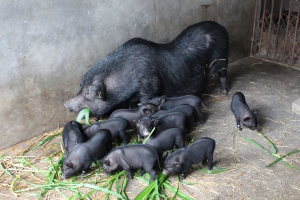 环江香猪主食山藤野菜,保持了正宗香猪的原汁原味,和巴马香猪并称为