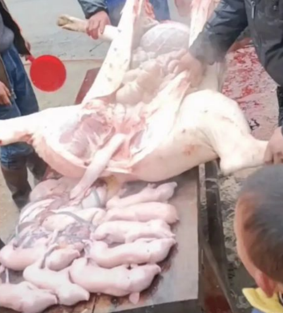 云南村民宰杀年猪现意外之物 母猪身怀十崽主人懊悔不已