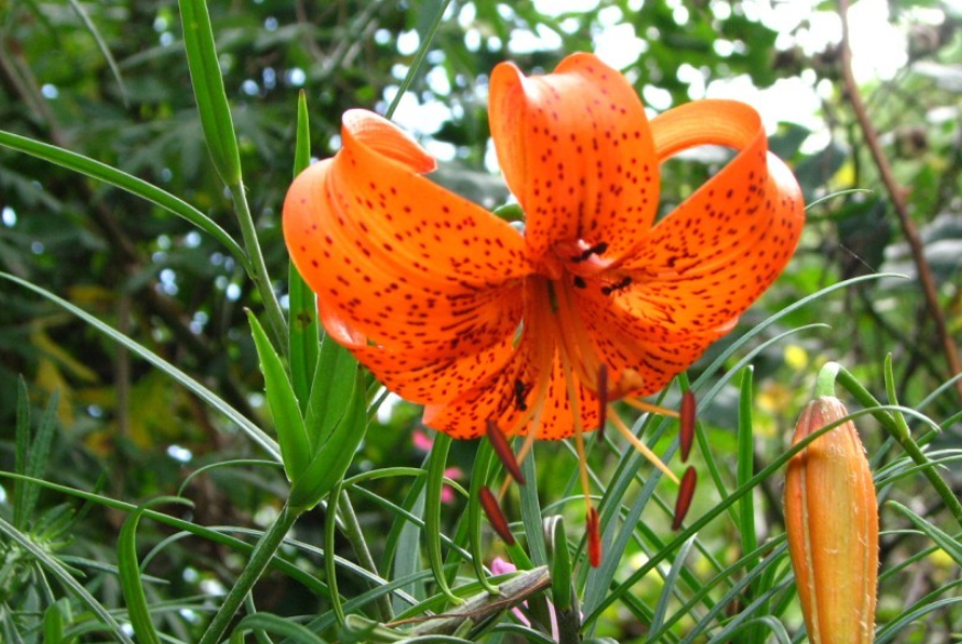 滇百合川百合川滇百合的辨识区别与鉴赏