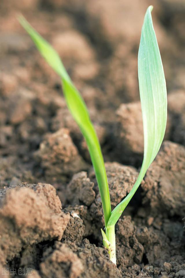 关于小麦生长周期你了解多少?