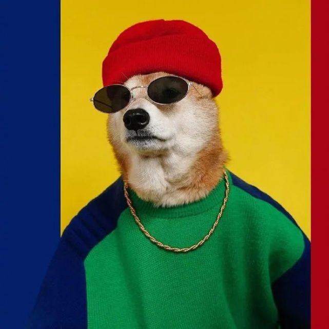 狗中超模柴柴bodhi!可以给男朋友买它的同款!