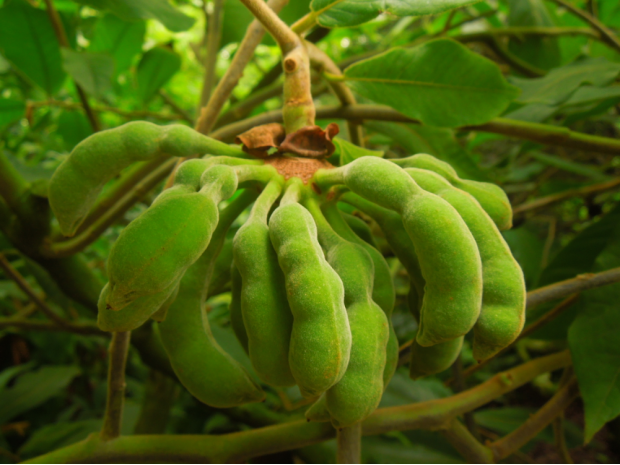 荒野维生野菜系列大花紫玉盘