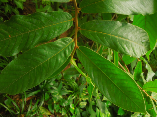 荒野维生野菜系列大花紫玉盘
