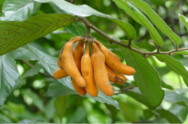 荒野维生野菜系列大花紫玉盘