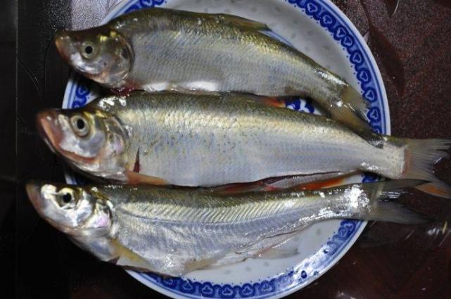 过年买鱼,内行人买这4种,价格不贵营养高,湖北人经常吃