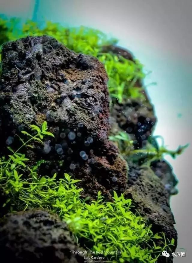 草缸火山石造景开缸过程欣赏