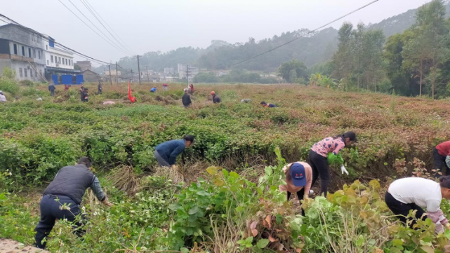 种植规模13亩博白这里的藿香大丰收啦