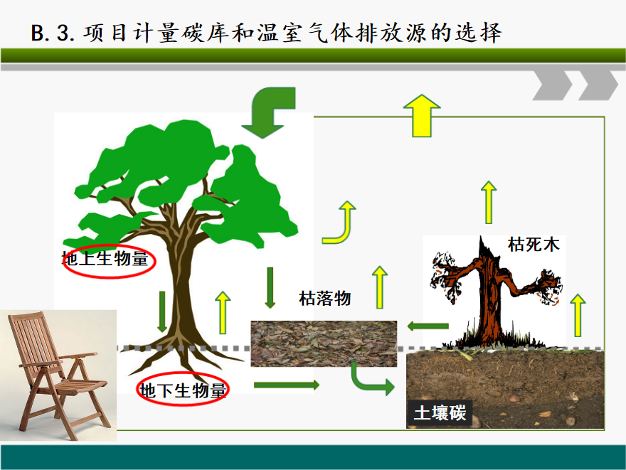 国际碳汇林标准图片