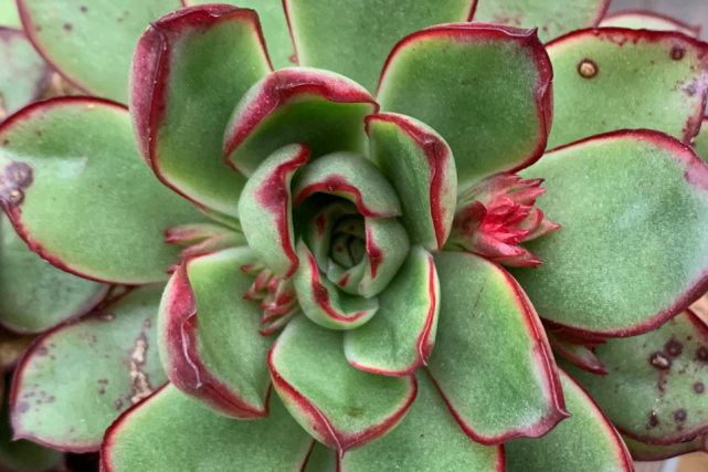 弗拉明戈景天科拟石莲花属多肉植物花月夜的杂交品种