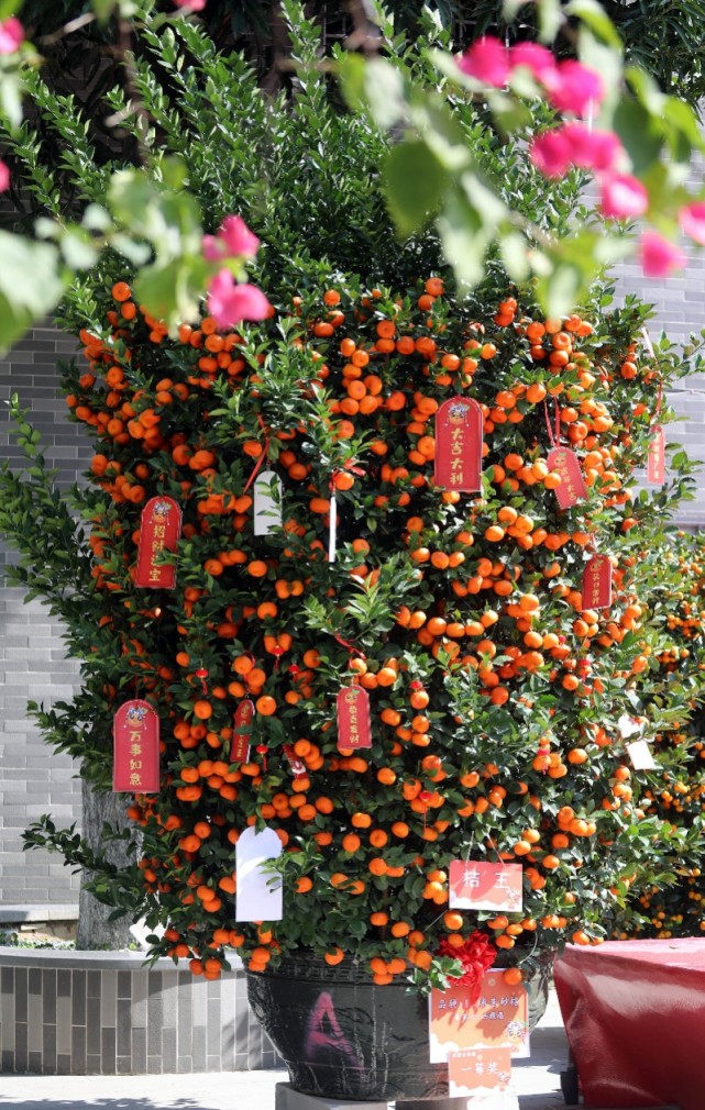 顺德陈村桔王拍出68888一键下单你也能网购靓年桔