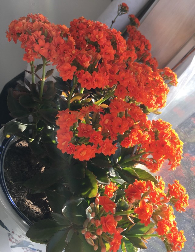 北阳台封闭阳台可以养盆长寿花橘子耐阴好养颜值高三季有花开