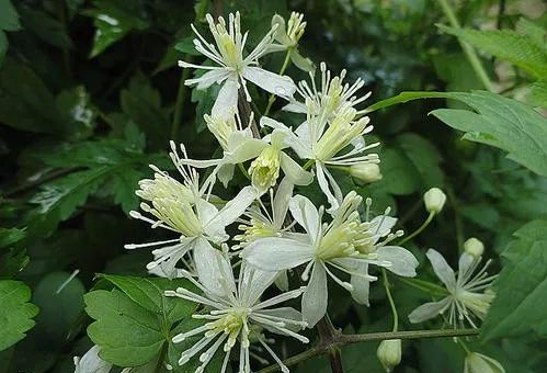 補陽還五新加湯,歸芍桃紅苡味羊.芎地芪青芩問草,面癱突發服之良.