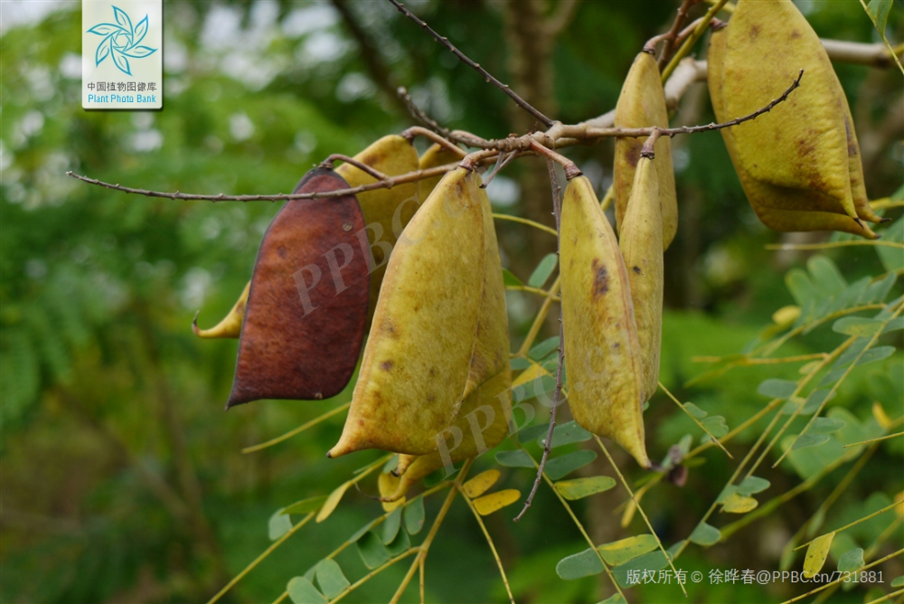 植物染红你最爱哪一款丨花花万物