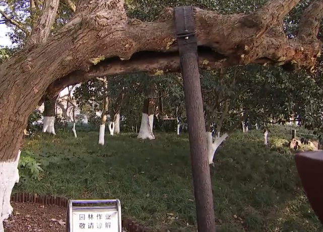 而是把它的枝干露出来,这样感官上更加古朴自然一点,原本的支撑是钢管