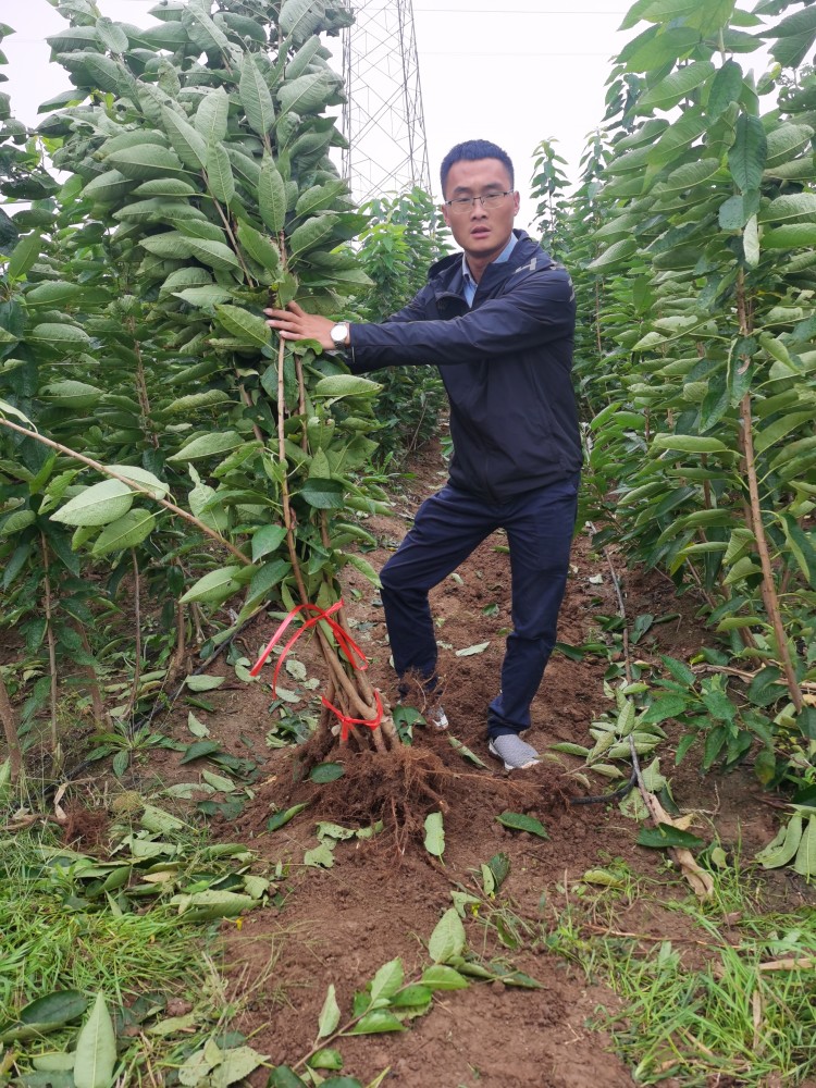 科迪亚樱桃树苗鳄种植kgb种植技术,科迪亚樱桃苗采用乔化砧木,定植株