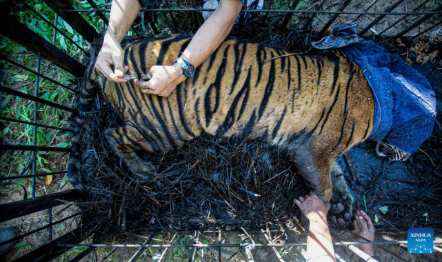 sumatran tiger rescued and evacuated in indonesia