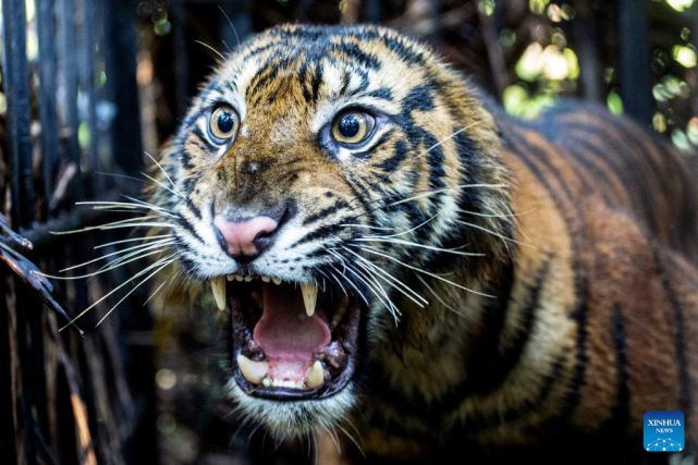 sumatran tiger rescued and evacuated in indonesia