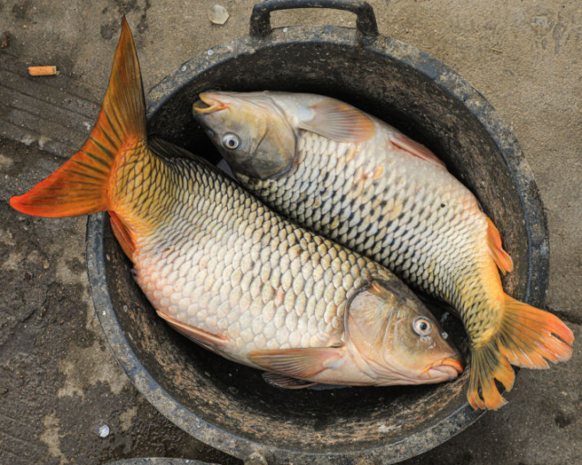新鲜的鲤鱼蛋白质含量非常高,不但可以为身体提供所需的氨基酸,矿物质