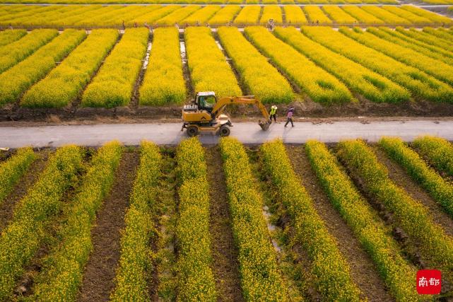 广州南沙百亩油菜花绽放,似金黄"地毯"超高颜值