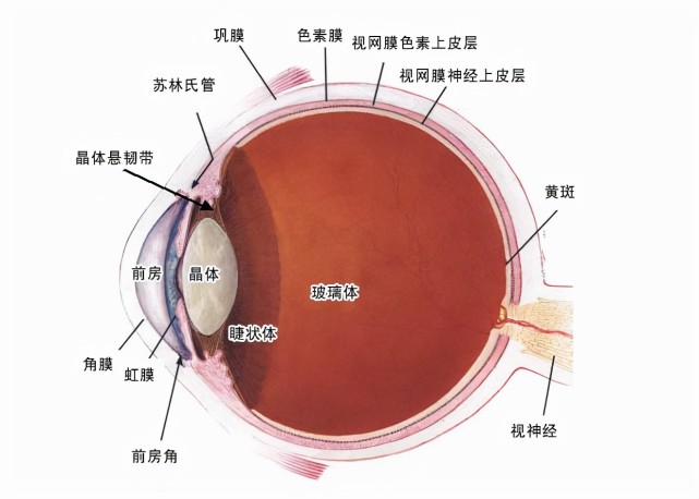 醫生:除了3點誘發因素,還要注意日常小事|青光眼|誘發因素|睫狀體