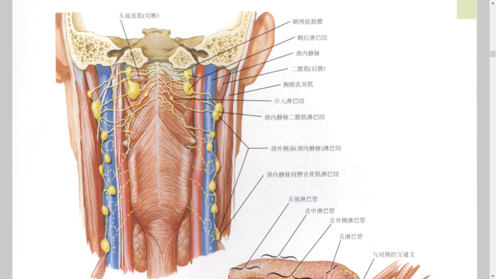 乾貨最全淋巴管淋巴結圖集