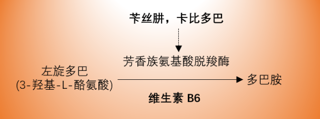 脱羧酶抑制剂(苄丝肼,卡比多巴)可减轻维