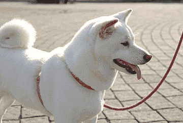 白柴犬的个性,寿命和稀有原因