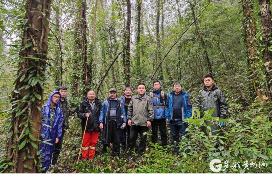 贵州首个森林生态系统大样地生物多样性调查在茂兰开启