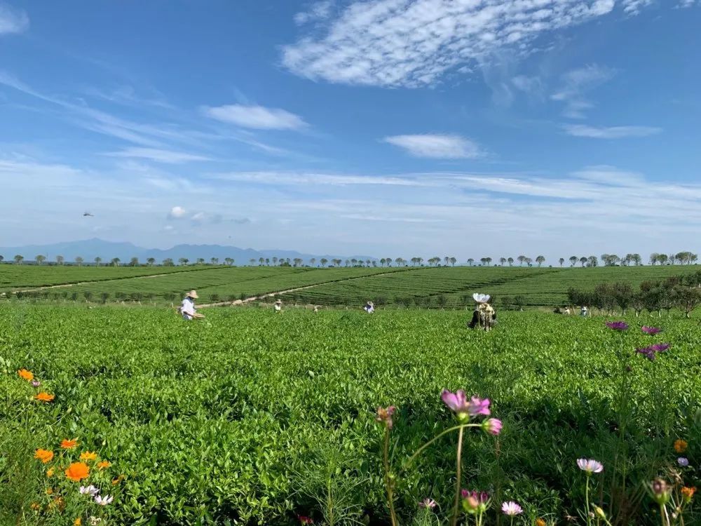 獲評為國家aaa級旅遊景區九井峰茶文化生態園善源穀風景區通城兩景區