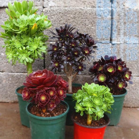 1,盆土选择黑法师的造型是比较别致的,很多花友都说自己是第一次养黑