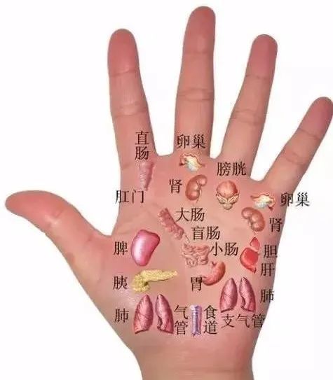 脾不好按左手,肝不好按右手|左手|季秦安|反射