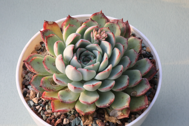 "艳姬"景天科拟石莲花属多肉植物,园艺杂交,花月夜系列品种