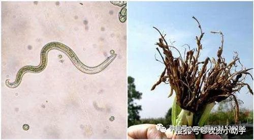 植保土壤线虫有哪些危害怎么杀死这个新型杀菌剂只需蘸下根根结线虫菌