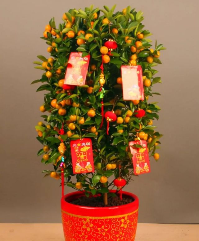 5种"年宵花",春节必须买一盆,富贵招财寓意好,吉利又喜庆