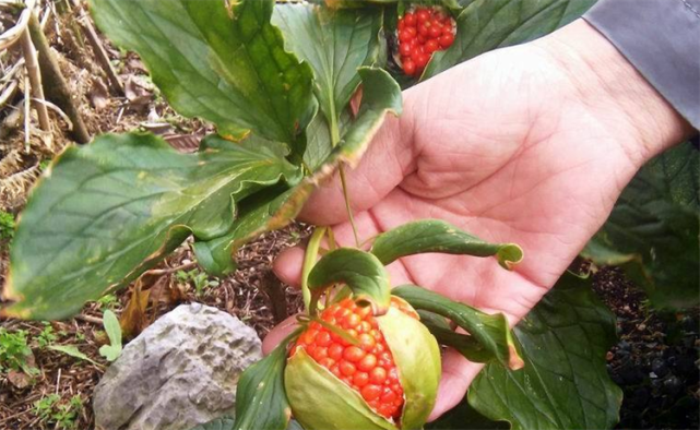 九叶重楼这种植物你认识吗它不仅外形奇特而且还是种珍贵草本