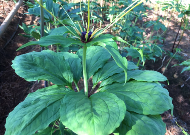 九叶重楼这种植物你认识吗它不仅外形奇特而且还是种珍贵草本