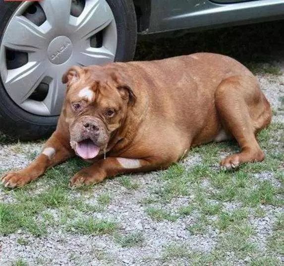 遛狗时竟然发现一只狗趴在土堆上,走上前一看,这一幕让人很痛心