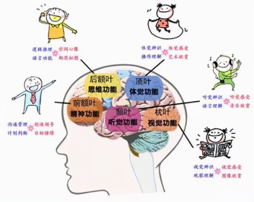 大脑的功能区根据科学家的实验表明,我们的大脑对于性格,情绪,行为和