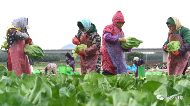 肉芥菜喜获丰收