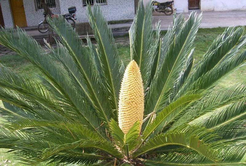 全世界最珍贵的树在南非现世全球仅此1棵125年来仍在等待女友