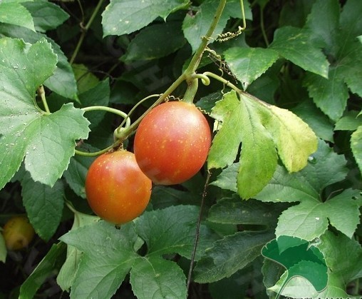 夜雨丨高兴兰栝楼成长记